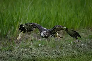 Spread Wings Prints: Close-up of a red tail hawk in flight, British Columbia, Canada