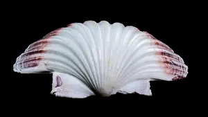 Ribbed Prints: Close-up of a red and white Pecten jacobaeus scallop shell from the Pectinidae family