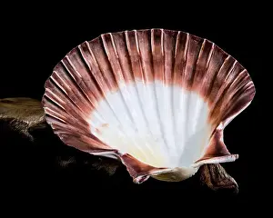 Ribbed Prints: Close-up of a red and white Pecten jacobaeus scallop shell from the Pectinidae family