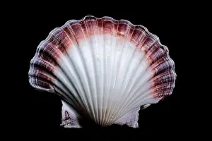 Ribbed Prints: Close-up of a red and white Pecten jacobaeus scallop shell from the Pectinidae family