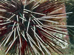 Red Coloured Prints: Close-up of a red and white sea urchin with strong spines