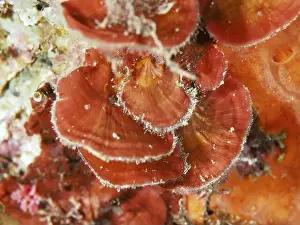 South France Prints: Close-up of scale leaf (Peyssonnelia squamaria)