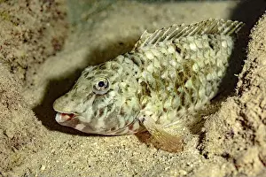 Aquatic Animal Prints: A close-up of a scrawled cowfish or Acanthostracion quadricornis nestled in the sandy seabed of Bonaire's marine