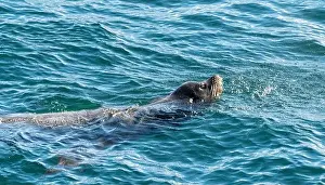 Breathing Prints: Close-up of a Sea Lion swimming in the Salish Sea, British Columbia, Canada