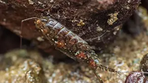 Rocky Shore Prints: Close-up of a Sea Roach exploring the rocky surface of an intertidal zone