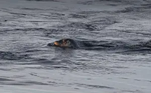 Difficulty Prints: Close-up of a Seal Swimming against the Current, British Columbia, Canada