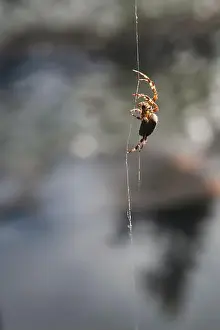 Alertness Prints: Close-up of a shamrock orb weaver spider (Araneus trifolium) on a spider web