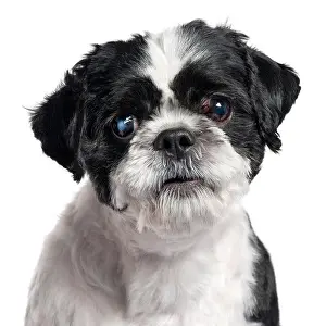 Animal Head Prints: Close-up of Shih Tzu, 4 years old, in front of white background