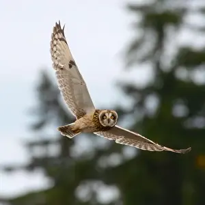 Short Eared Owl Prints: Close-up of a Short-eared Owl in flight, British Columbia, Canada