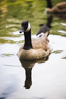 Canadian Wildlife Prints: Close-up shot of a Canada Goose gliding on serene water
