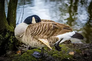 Body Care Prints: Close-up shot of grooming Canada goose