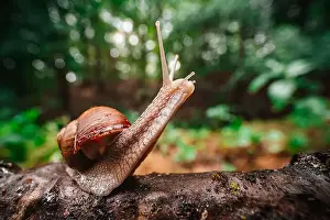 A close-up shot of a snail (Helix pomatia) crawling on moss-covered tree bark