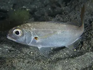 Canaries Prints: Close-up of a silver fish with large eye