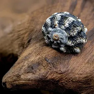 Spiky Prints: A close-up of a small, blue, spiky seashell resting on a piece of driftwood