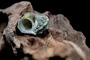 Spiky Prints: A close-up of a small, blue, spiky seashell resting on a piece of driftwood