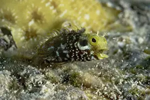 Aquatic Animal Prints: Close-up of a spinyhead blenny hiding among coral formations in the clear waters of Bonaire