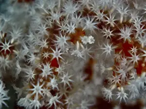 Star Shape Prints: Close-up of star-shaped white coral with remarkable details of Godeffroy's soft coral (Siphonogorgia godeffroyi)