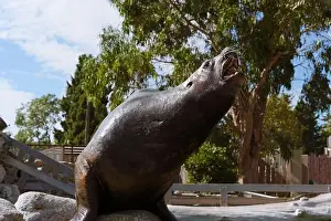 Animal Kingdom Prints: Close-Up of a Steller Sea Lion