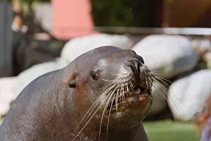 Animal Kingdom Prints: Close-Up of a Steller Sea Lion