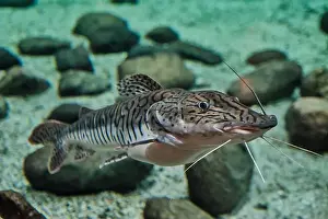 Catfish Prints: Close-up of striped catfish swimming over rocky