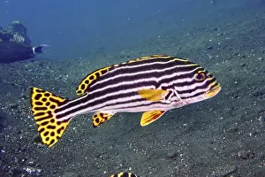 Percomorphaceae Prints: Close-up of a striped fish with yellow accents
