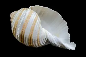 Whorls Prints: A close-up of a striped seashell with a glossy surface and intricate patterns