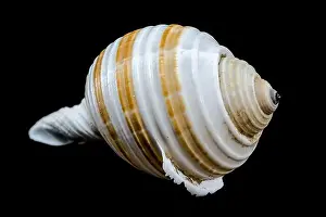 Whorls Prints: A close-up of a striped seashell with a glossy surface and intricate patterns
