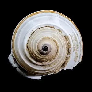 Whorls Prints: A close-up of a striped seashell with a glossy surface and intricate patterns