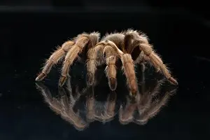 Exotic Pet Prints: Close-up of tarantula spider (Theraphosidae) walking on black reflective background