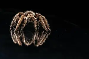 Venomous Prints: Close-up of tarantula spider (Theraphosidae) walking on black reflective background