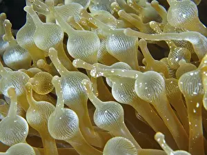 Close Up Shot Prints: Close-up of the tentacles of a bubble anemone (Entacmaea quadricolor)