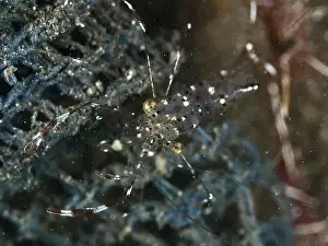 Detailed Image Prints: Close-up of a transparent shrimp