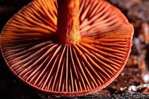 Forest Collection: Close-up of the underside of a colorful gilled mushroom cap - North Carolina, USA