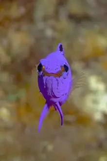 Subaquatic Prints: Close-up underwater shot of a vibrant Gramma loreto