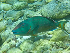 Generic Prints: Close-up underwaterphoto of a Stoplight parrotfish (Sparisoma viride) in the Caribbean Sea