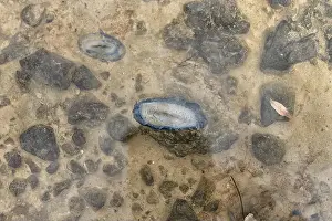Sea Creature Prints: Close-up of Velella jellyfish floating in shallow coastal waters