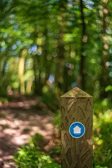 Outdoor Activity Prints: A close-up of a vertical carved wooden post marking the Glynn Path walking route deep within a lush green forest