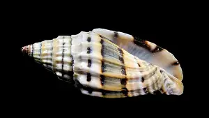 Ridges Prints: Close-up of a Vexillum balteolatum seashell with intricate ridges and dark brown bands