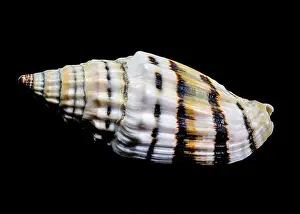 Ridges Prints: Close-up of a Vexillum balteolatum seashell with intricate ridges and dark brown bands