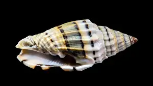 Ridges Prints: Close-up of a Vexillum balteolatum seashell with intricate ridges and dark brown bands