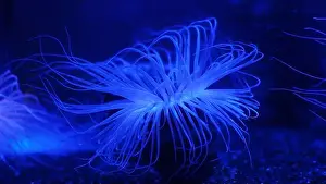 Sea Creature Prints: Close-Up of a Vibrant Blue Sea Anemone