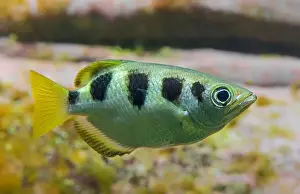 Fresh Water Prints: Side Close-up view of a Banded Archerfish (Toxotes jaculatrix)