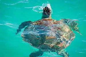 Nostrils Prints: Close-up view of a beautiful adult sea turtle breaking through the surface to breathe