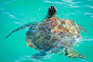 Nostrils Prints: Close-up view of a beautiful adult sea turtle breaking through the surface to breathe