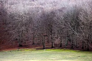 Close-up view of a beautiful forest during the winter season in Italy