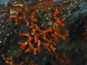 Le Midi Prints: Close-up view of bright red stunted corals (Myriapora truncata) in an underwater world