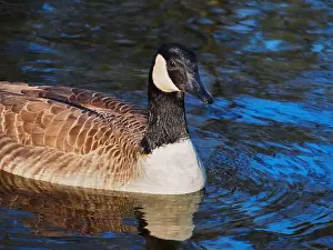 Bird Portrait Prints: Close-up view of a canadian goose (branta canadensis) on the pond in the Rheinaue park in Bonn