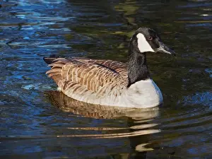 Bird Portrait Prints: Close-up view of a canadian goose (branta canadensis) on the pond in the Rheinaue park in Bonn