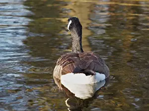 Bird Portrait Prints: Close-up back view of a canadian goose (branta canadensis) on the pond in the Rheinaue park in Bonn