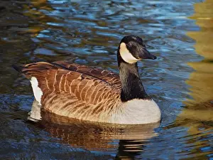 Bird Portrait Prints: Close-up view of a canadian goose (branta canadensis) on the pond in the Rheinaue park in Bonn